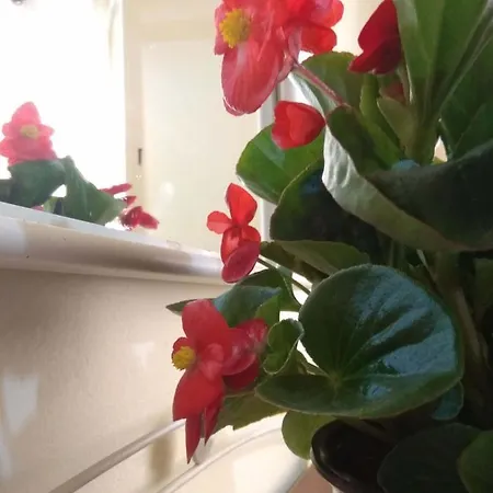 Appartement Olea